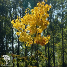 Дуб красный Мэджик Фаер на штамбе