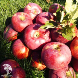 Яблоня Апорт