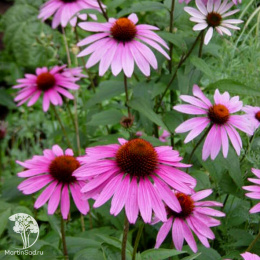 Эхинацея пурпурная Магнус