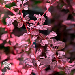 Барбарис тунберга Арлекин
