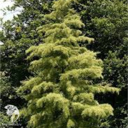 Ольха чёрная Империалис