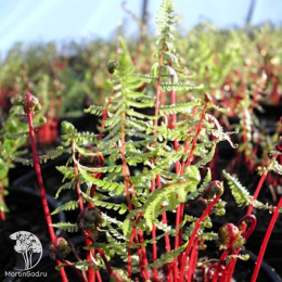 Страусник женский Леди ин Ред