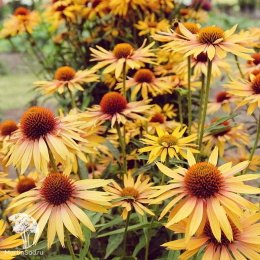 Эхинацея пурпурная Биг Кахуна