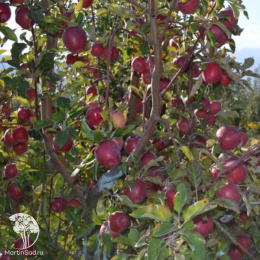 Яблоня Апорт