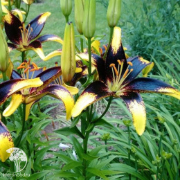 Лилия Лайон Харт