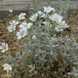 Ясколка Биберштейна