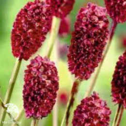 Кровохлёбка Прауд Мэри