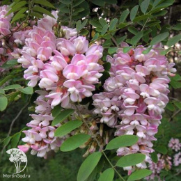 Робиния лжеакация Розовый каскад на штамбе