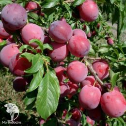 Сверхвыгодный комплект! Алыча Алёнушка + опылитель Слива Красный шар