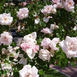 Роза плетистая Нью Доун