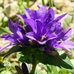 Колокольчик скученный Суперба