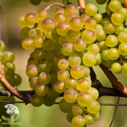 Виноград плодовый Бианка