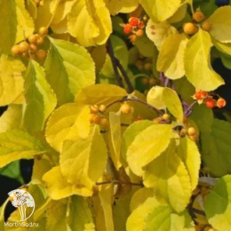 Древогубец круглолистный Диана