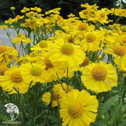 Гелениум гибридный Канария