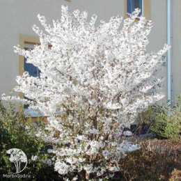 Вишня ниппонская Бриллант на штамбе