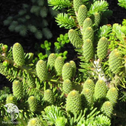 Пихта корейская Аурея