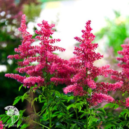 Астильба гибридная Юник Кармин