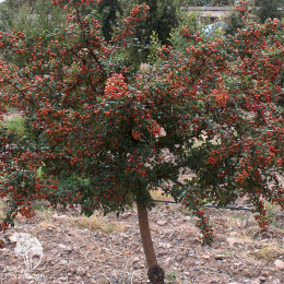 Боярышник однопестичный Компакта на штамбе