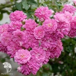 Роза плетистая Супер Дороти