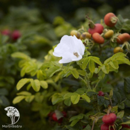 Роза ругоза Альба