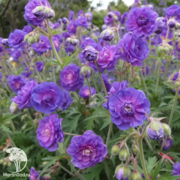 Герань луговая Пленум Виолацеум