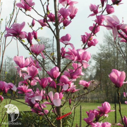 Магнолия суланжа