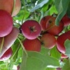Яблоня декоративная Ола на штамбе фото 2 