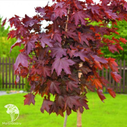 Клён остролистный Роял Ред на штамбе