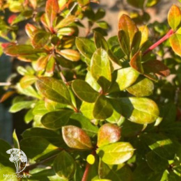 Барбарис бородавчатый