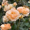 Роза парковая Серия Кулинарные розы Жорди Рока фото 2 