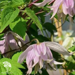 Клематис Пинк Дрим
