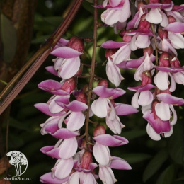 Робиния Анна Ирэна