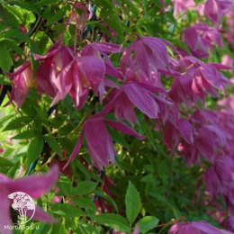 Клематис Констанс