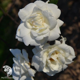 Роза плетистая Вайт Нью Даун