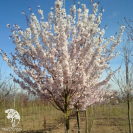 Вишня обыкновенная Ракса на штамбе