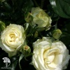 Роза чайно-гибридная Ла Перла фото 2 