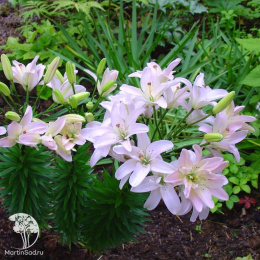 Лилия Спринг Пинк