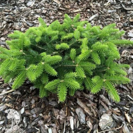 Пихта кефалинийская Мэерс Дварф