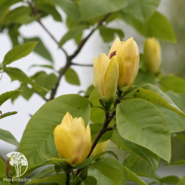 Магнолия заостренная