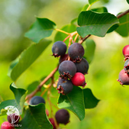 Ирга ольхолистная Гритберри Арома