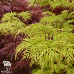 Клён веерный Эмеральд Лэйс