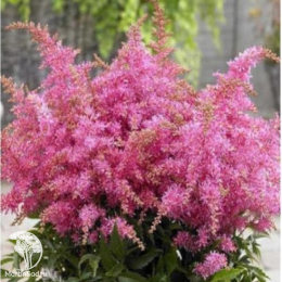 Астильба гибридная Распберри