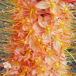 Эремурус гибридный Клеопатра