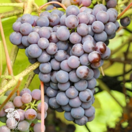 Виноград Изабелла