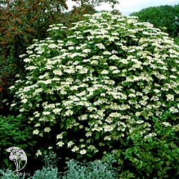 Калина обыкновенная Компактум