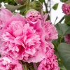 Шток-роза Арина (розово-малиновая) фото 1 