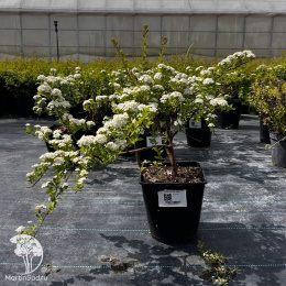 Спирея ниппонская Джун Брайд