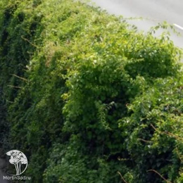 Древогубец круглолистный Геркулес