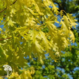 Дуб красный Мэджик Фаер на штамбе