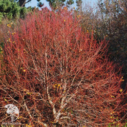 Липа мелколистная Винтер Оранж на штамбе